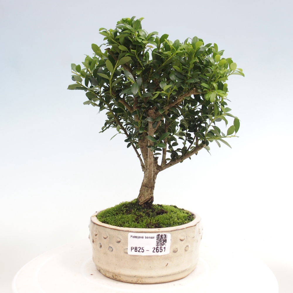 Kryty bonsai - Ilex crenata - Holly