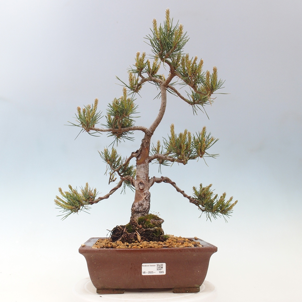 Outdoor bonsai - Pinus Sylvestris - sosna zwyczajna