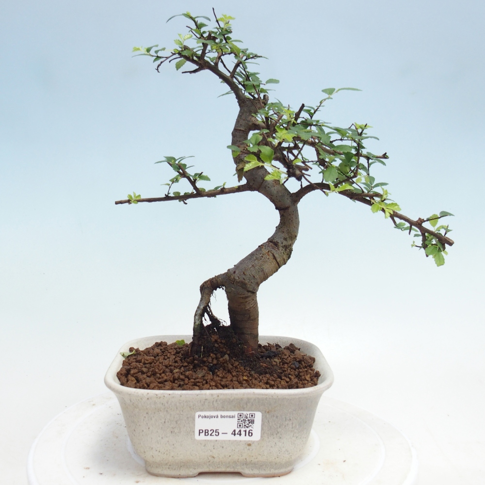 Pokój bonsai - Ulmus parvifolia - Wiąz drobnolistny