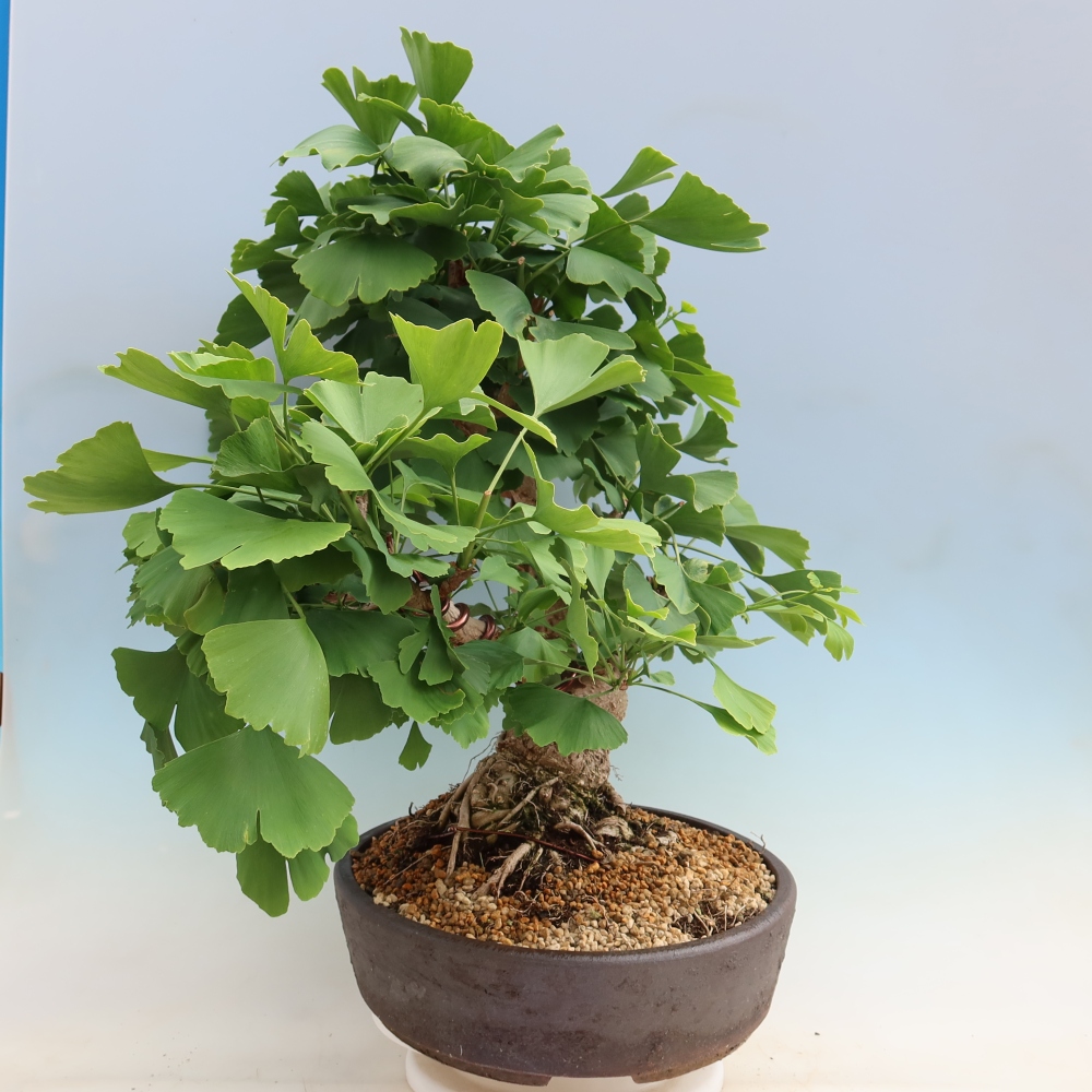Outdoor bonsai - Ginkgo biloba - Miłorząb dwuklapowy