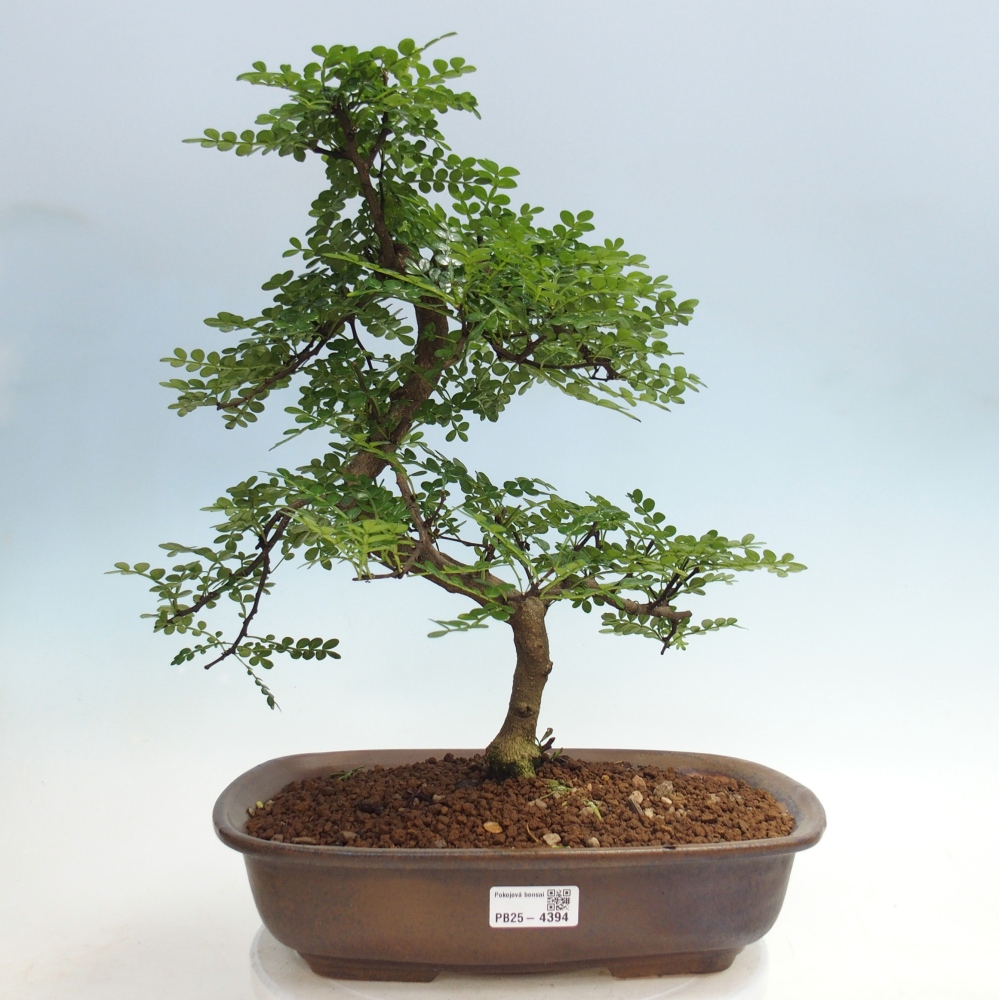 Pokój bonsai - Zantoxylum piperitum - drzewo pieprzowe