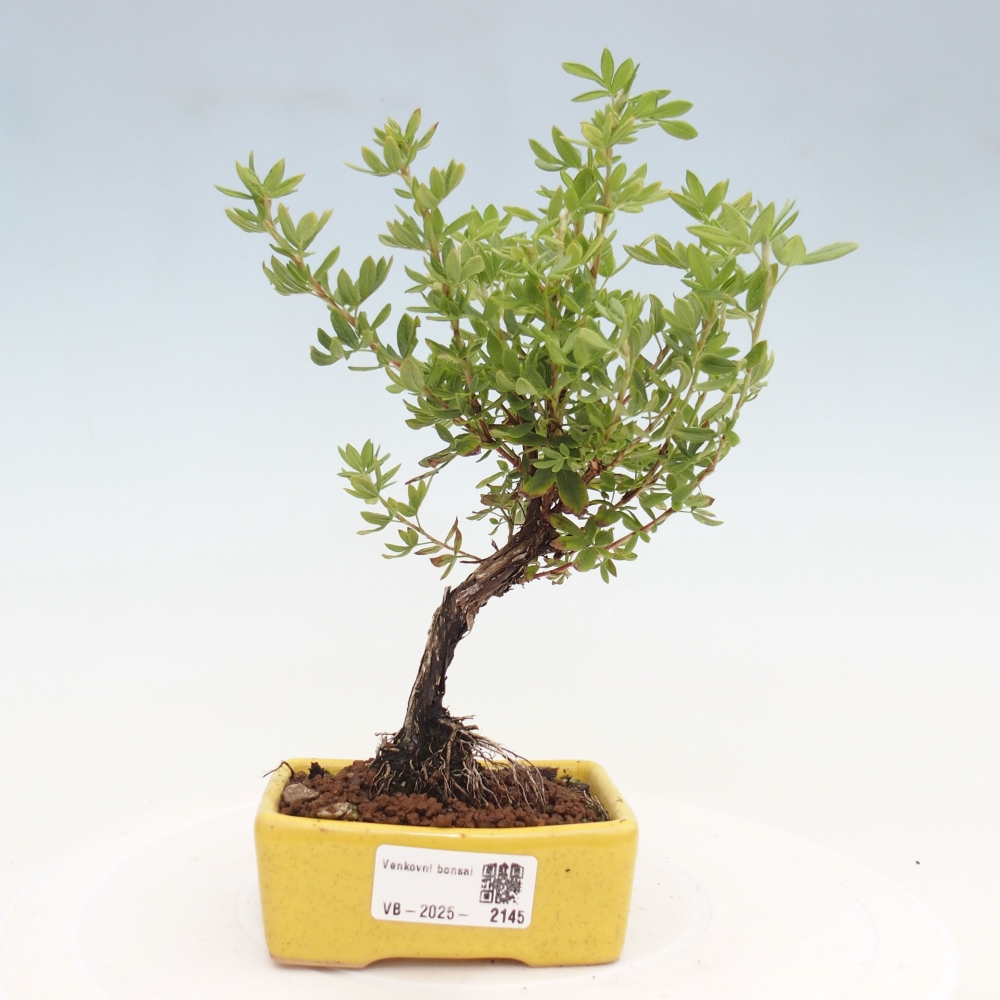 Outdoor bonsai-Pięciolistnik - Potentila fruticosa żółty Ptak