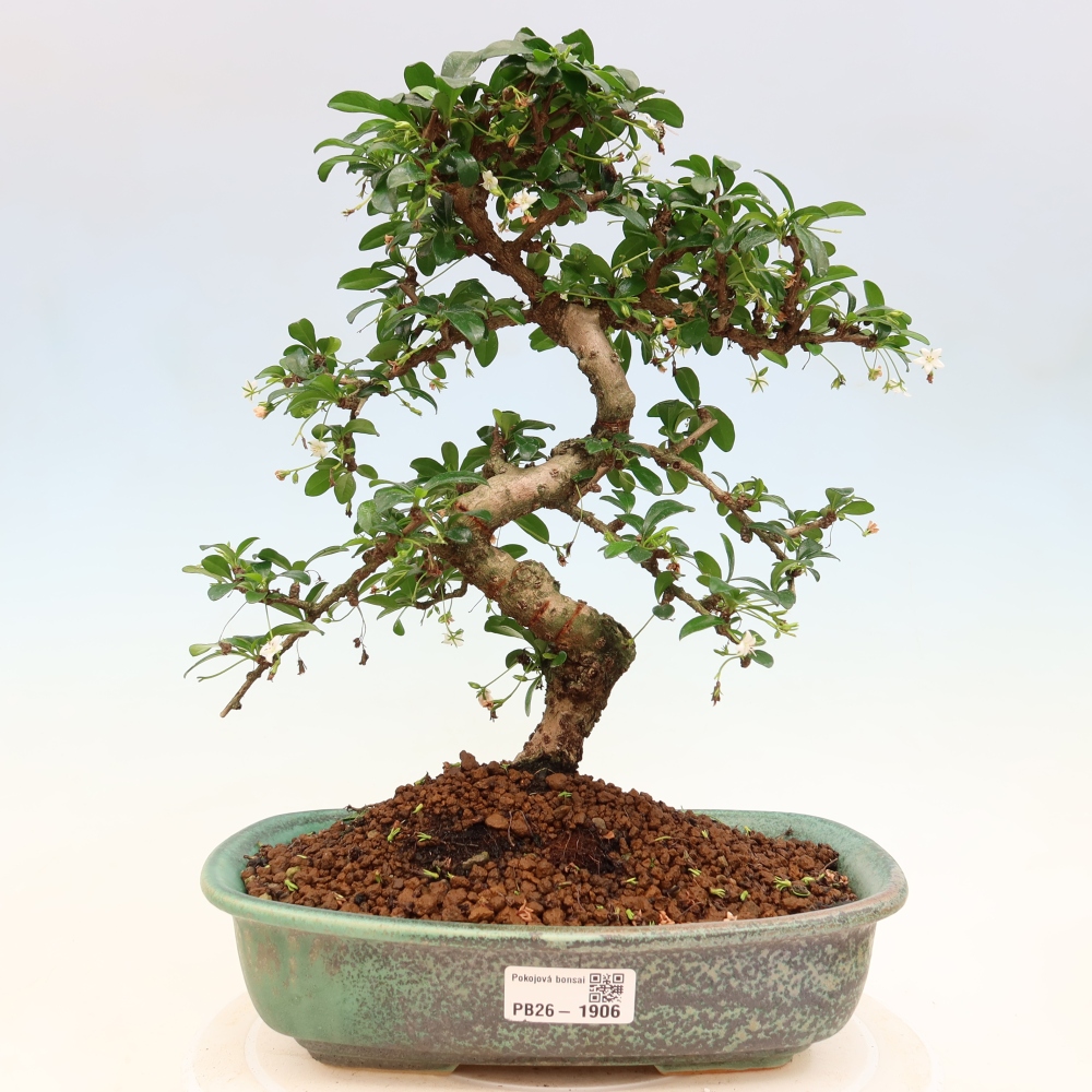 Bonsai pokojowe - Carmona macrophylla - Tea fuki