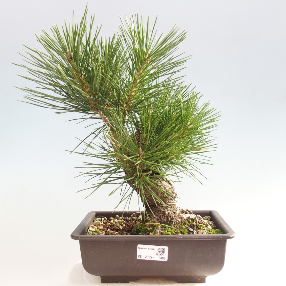 Outdoor bonsai - Pinus thunbergii - sosna Thunberga