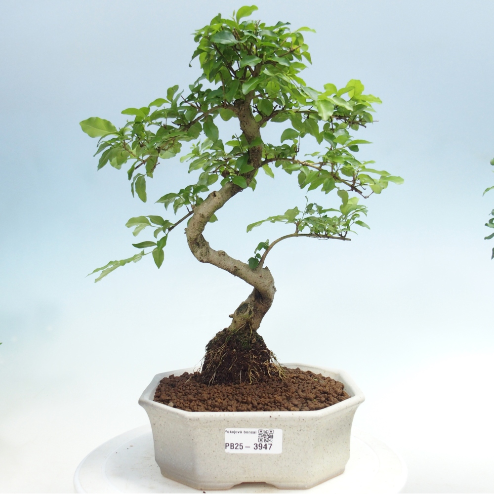 Pokój bonsai - Ligustrum chinensis - Dziób ptaka