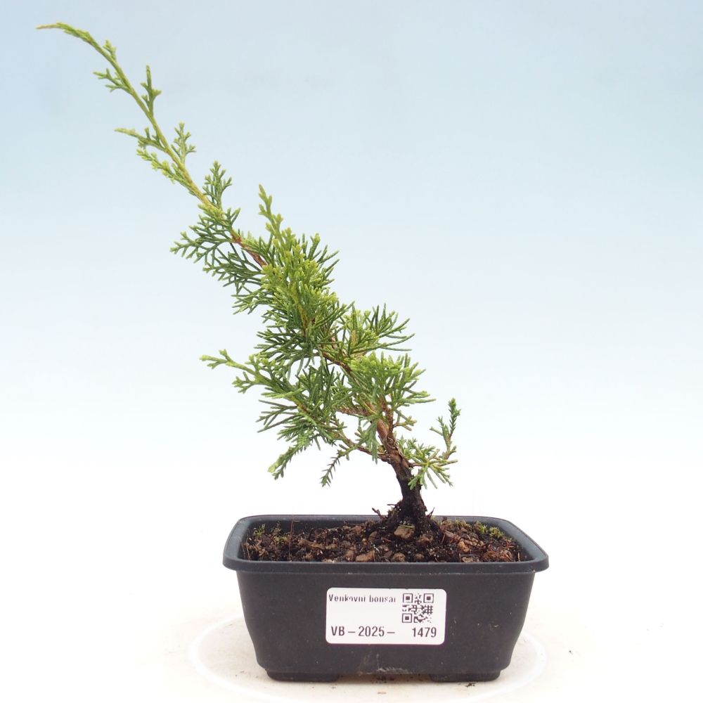 Outdoor bonsai - Juniperus chinensis Itoigawa - Jałowiec chiński