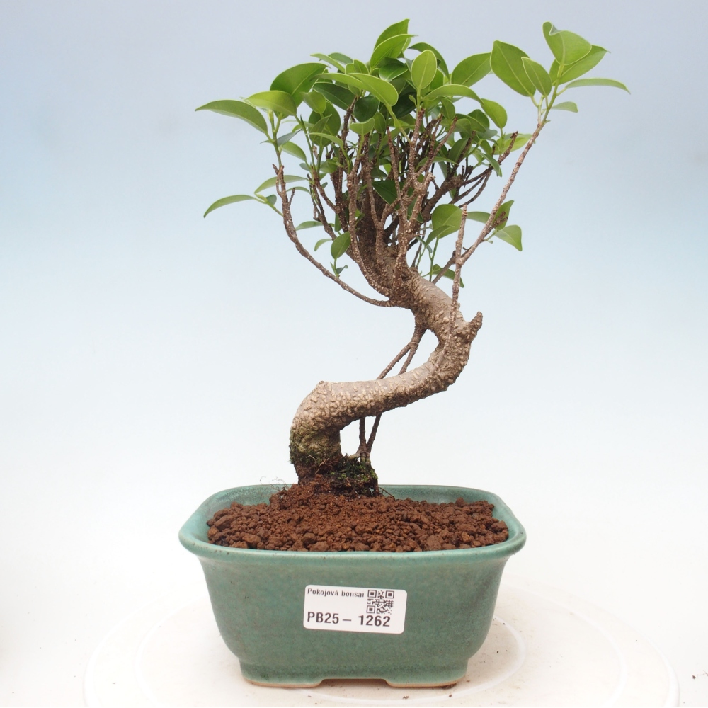 Indoor bonsai - Ficus retusa - figowiec drobnolistny