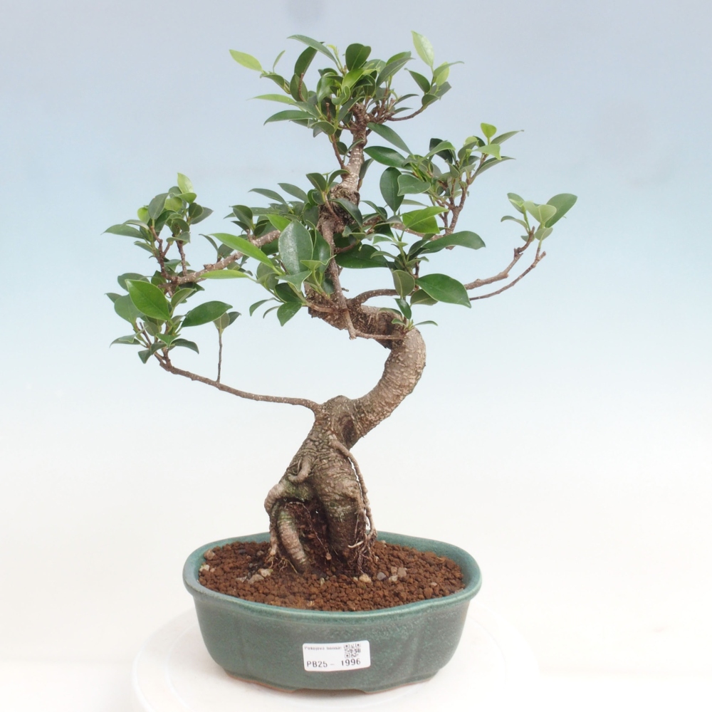 Kryty bonsai - Ficus retusa - figowiec drobnolistny
