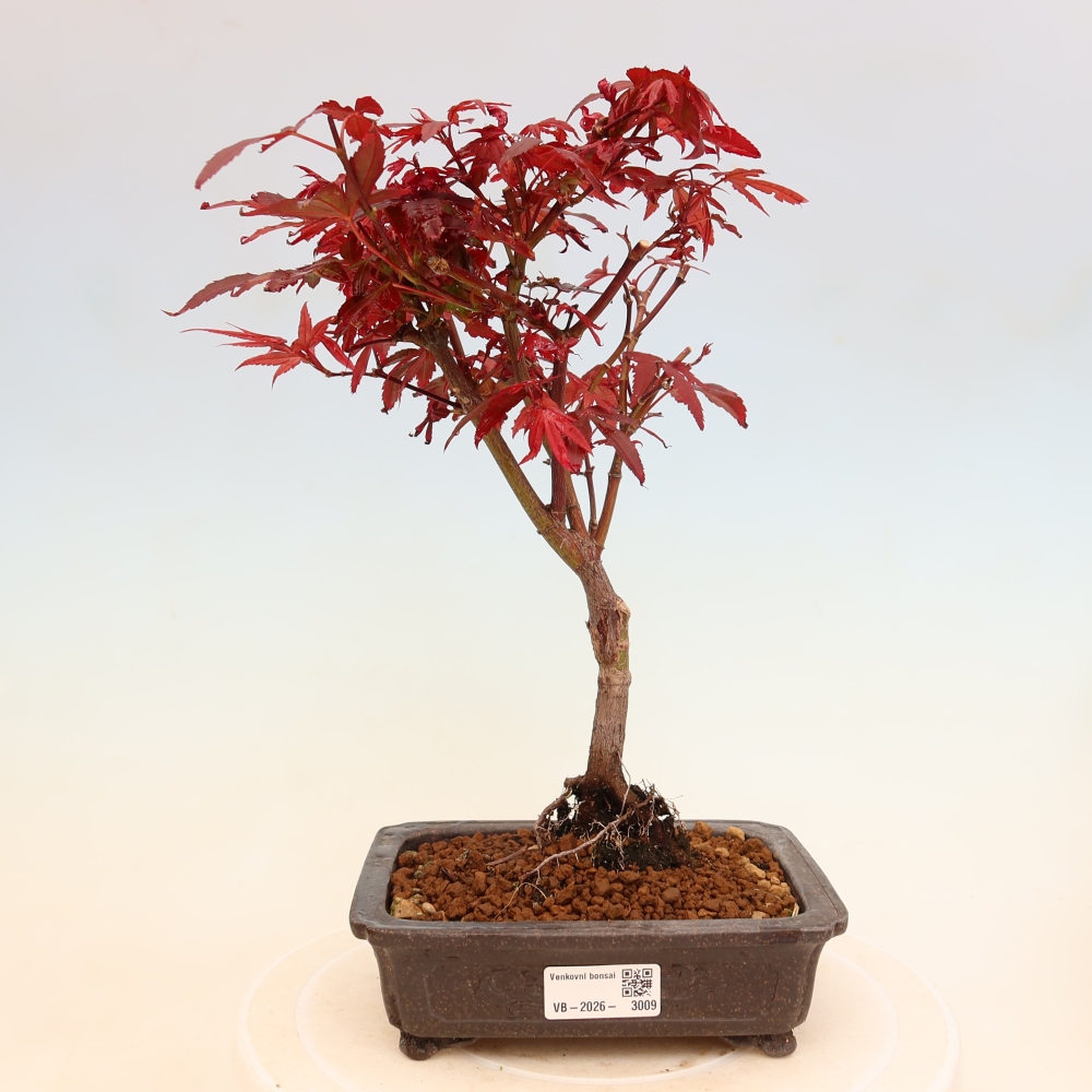 Bonsai ogrodowe – klon palmowy – Acer palmatum Berry Broom 