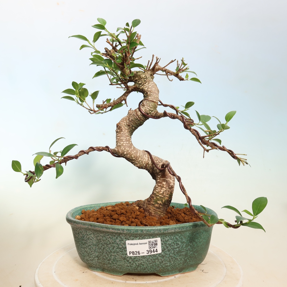 Pokój bonsai - Ficus kimmen - figowiec drobnolistny