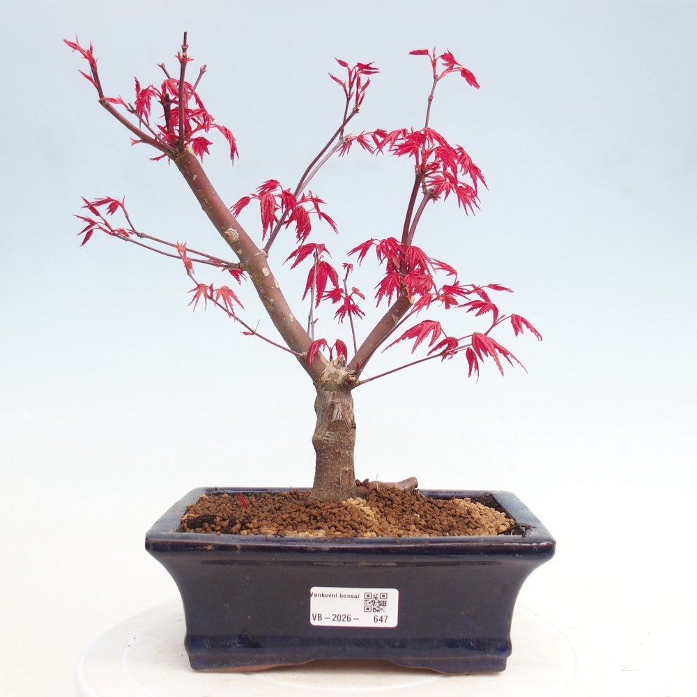 Outdoor bonsai - Acer palmatum DESHOJO