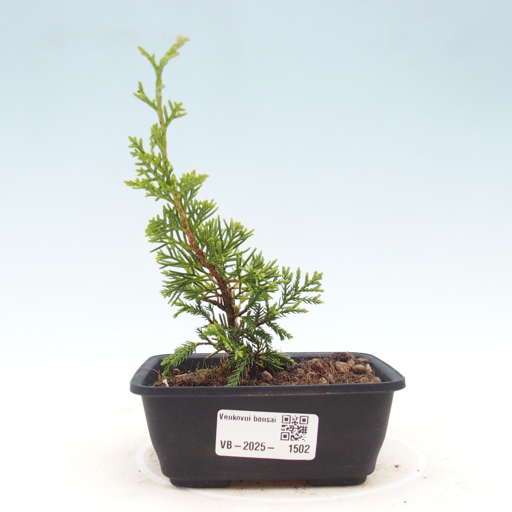 Outdoor bonsai - Juniperus chinensis Itoigawa - Jałowiec chiński