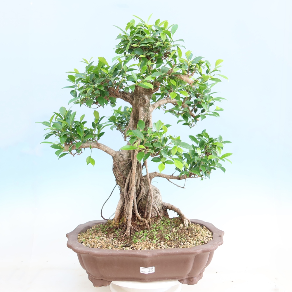 Pokój bonsai - Ficus kimmen - figowiec drobnolistny