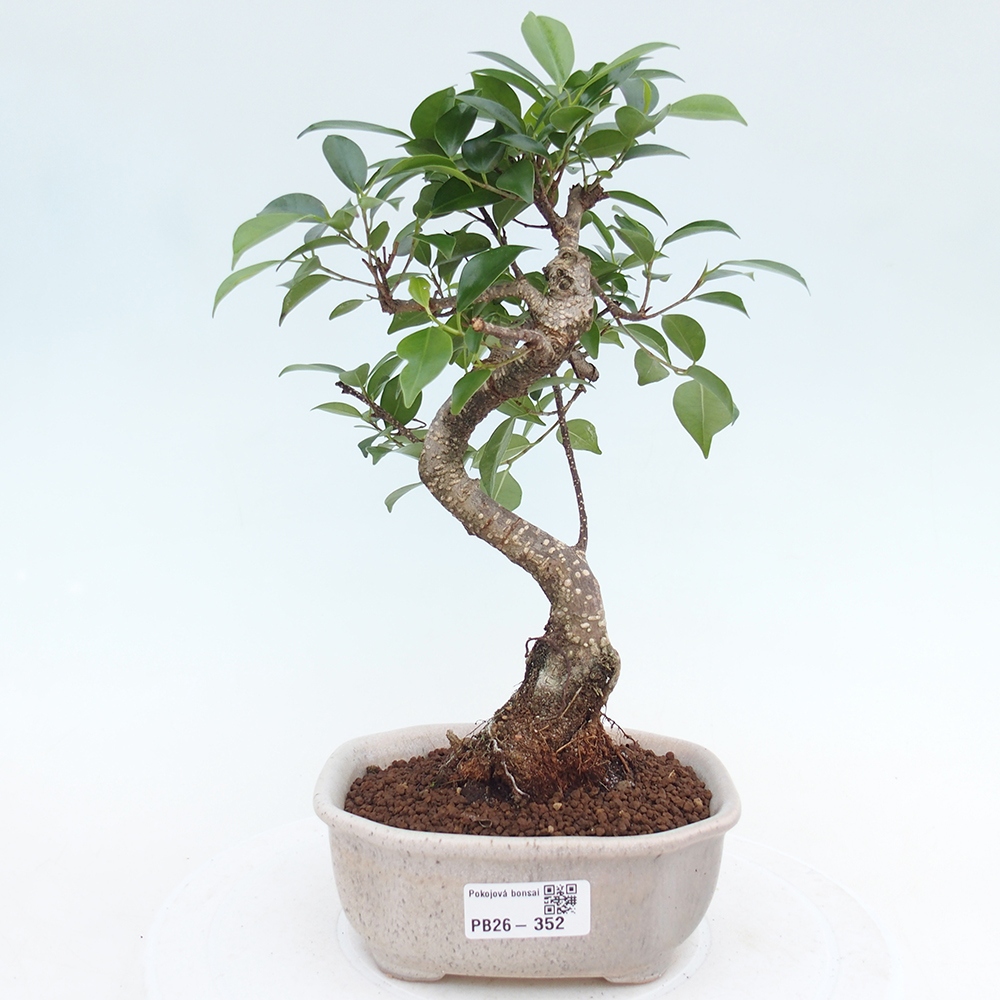 Pokój bonsai - Ficus retusa - figowiec drobnolistny