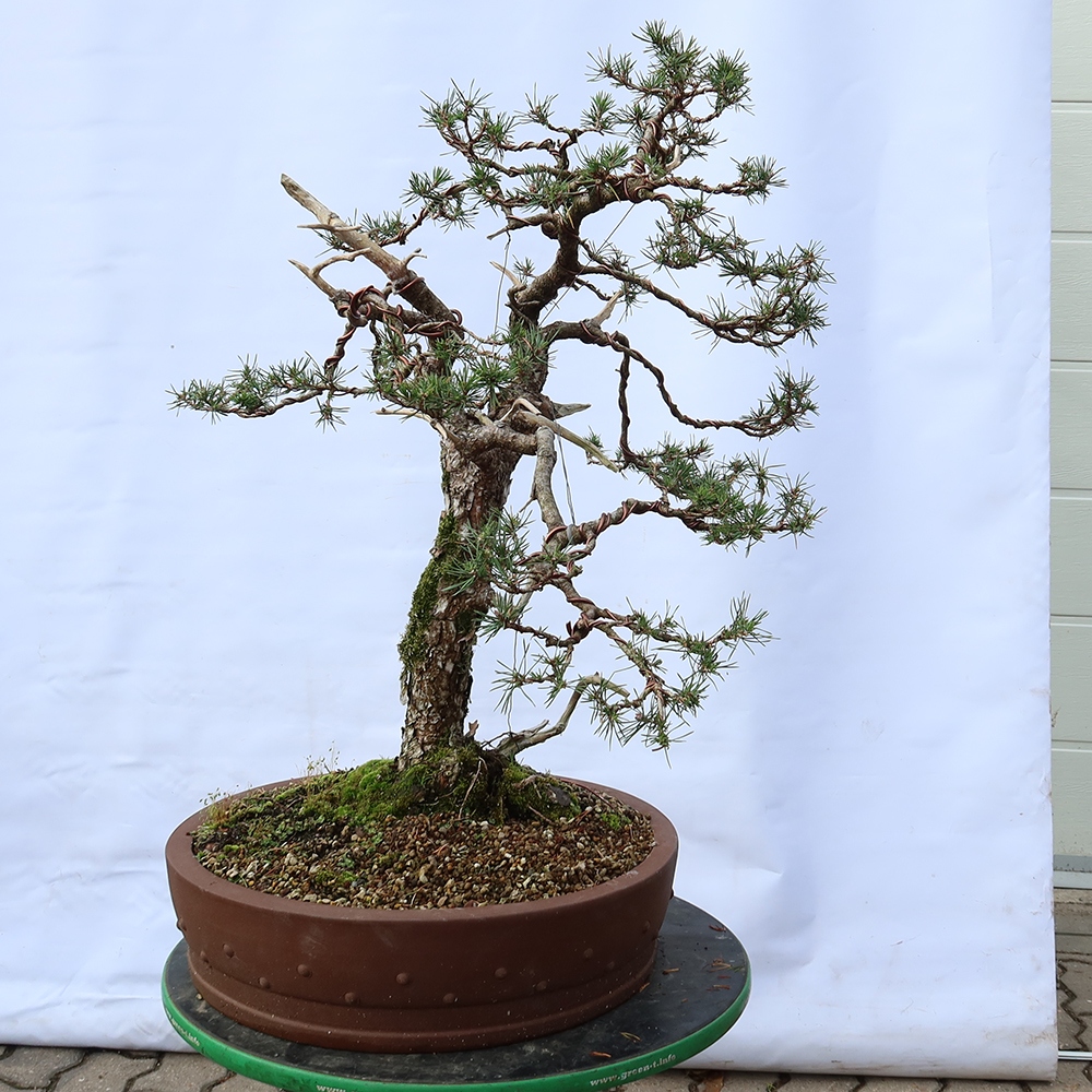 Pinus sylvestris Hiszpania – sosna zwyczajna