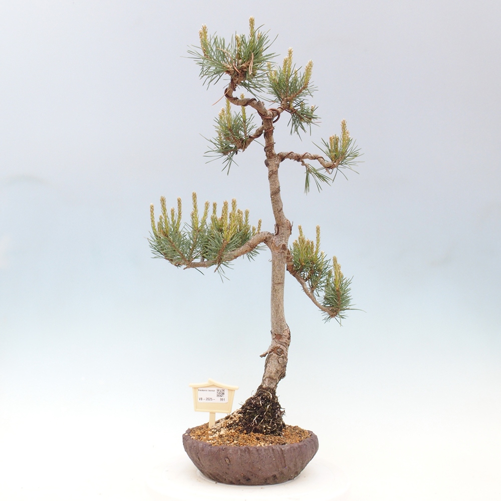Outdoor bonsai - Pinus Sylvestris - sosna zwyczajna