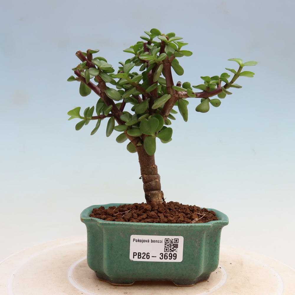 Pokój bonsai - Portulakaria Afra - Tlustice