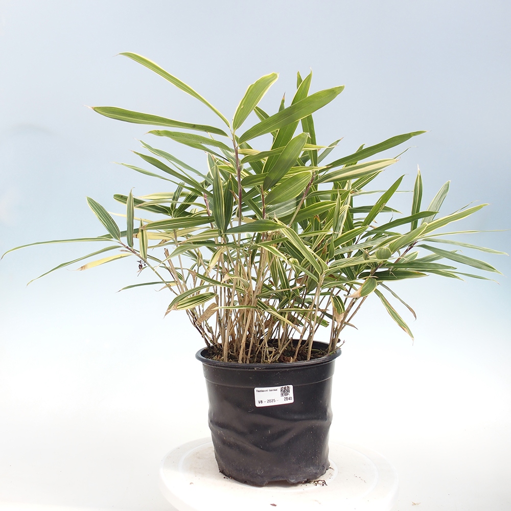 Bonsai zewnętrzne - Sasaella masamuneana Albostriata - Bambus