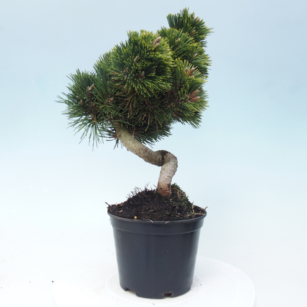 Outdoor bonsai - Pinus thunbergii senjyumaru - Sosna Thunberga