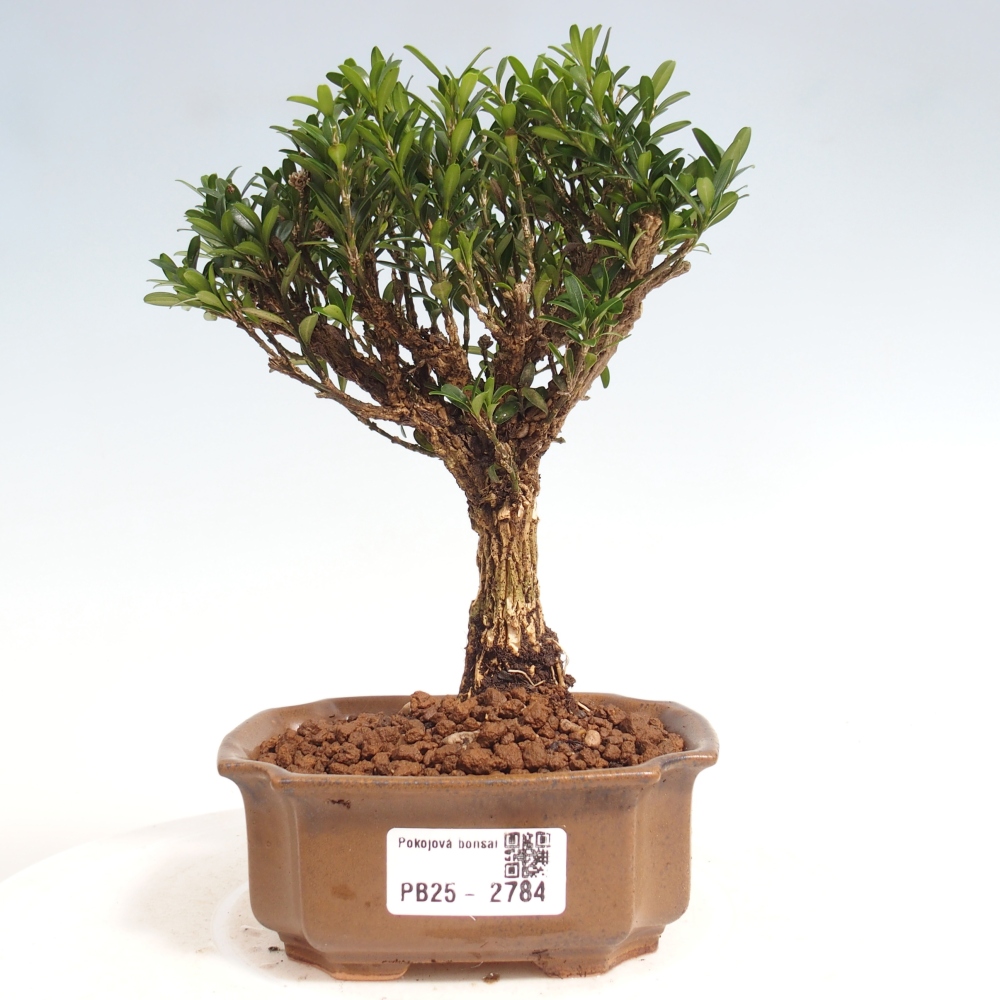 Pokój Bonsai - Buxus harlandii - Bukszpan korkowy