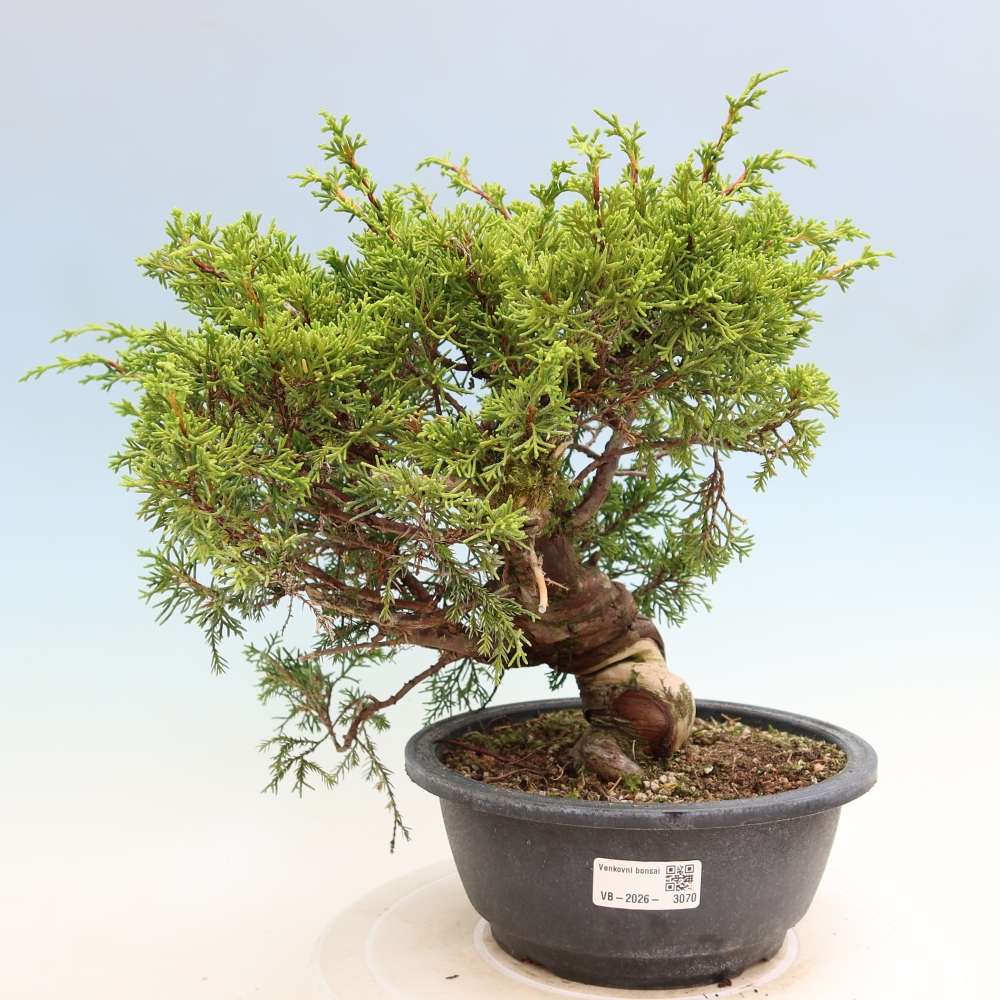 Bonsai ogrodowe – Juniperus chinensis Itoigawa – jałowiec chiński
