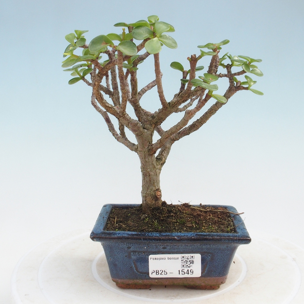Kryte bonsai - Portulakaria Afra - Tlustice