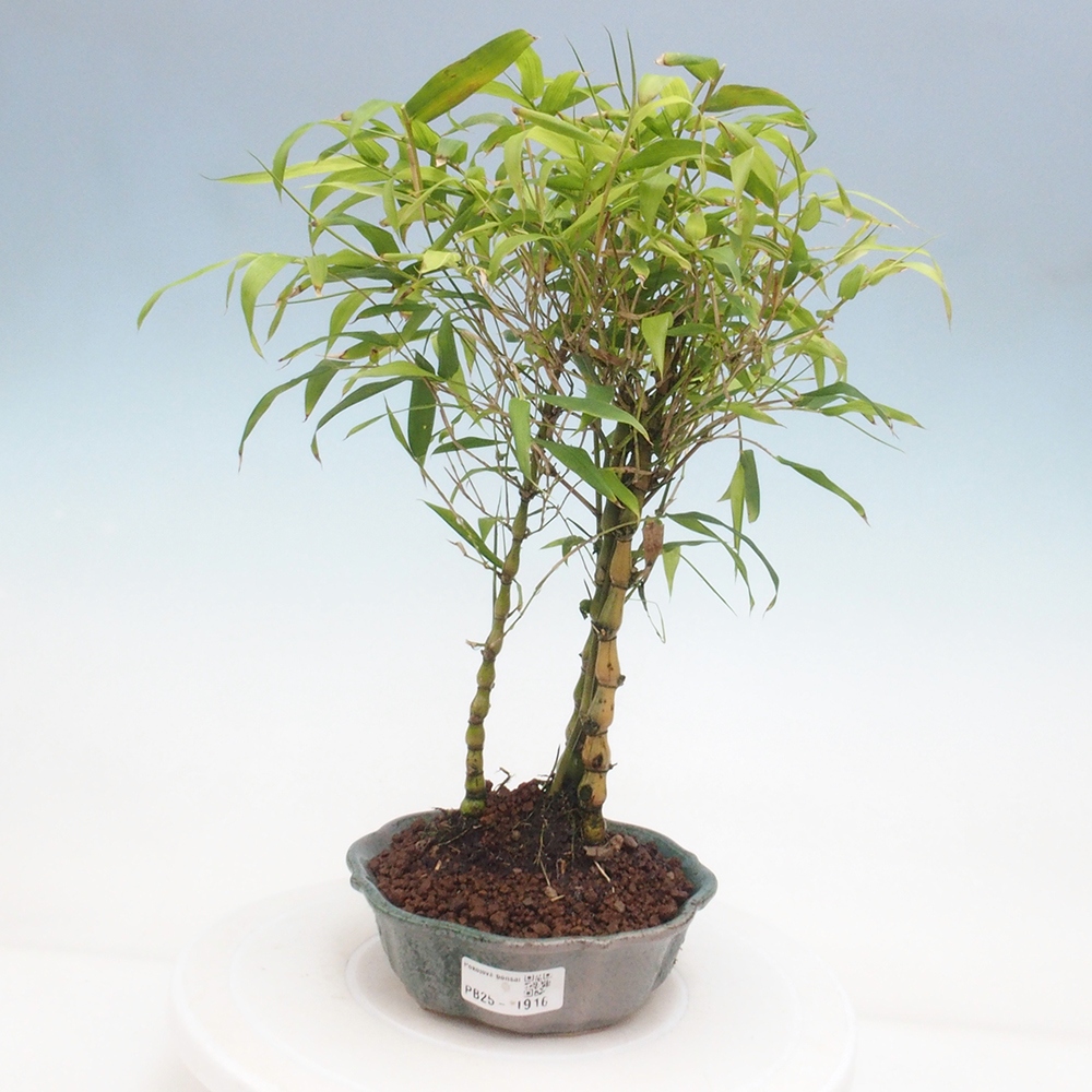 Bonsai wewnętrzne - Bambusowy Budda - Brzuch Bambusowego Buddy