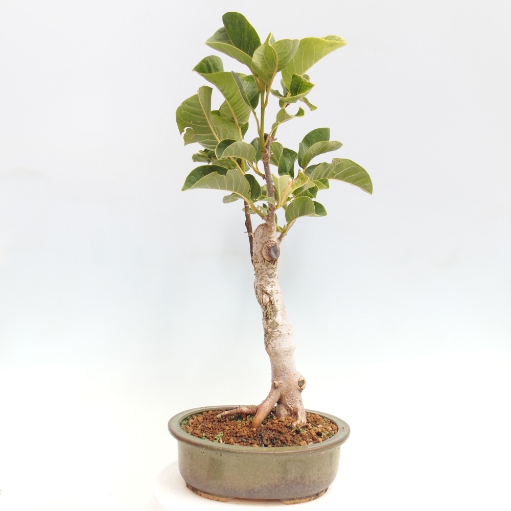 Bonsai zewnętrzne - Magnolia Czarny Tulipan - Magnolia