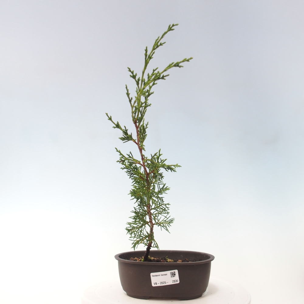 Outdoor bonsai - Juniperus chinensis Itoigawa - Jałowiec chiński