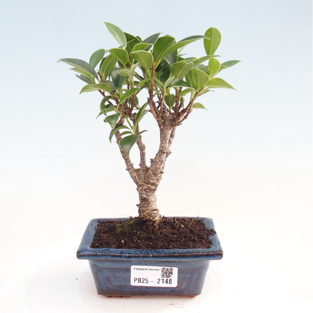Pokojová bonsai - Ficus retusa - malolistý fíkus