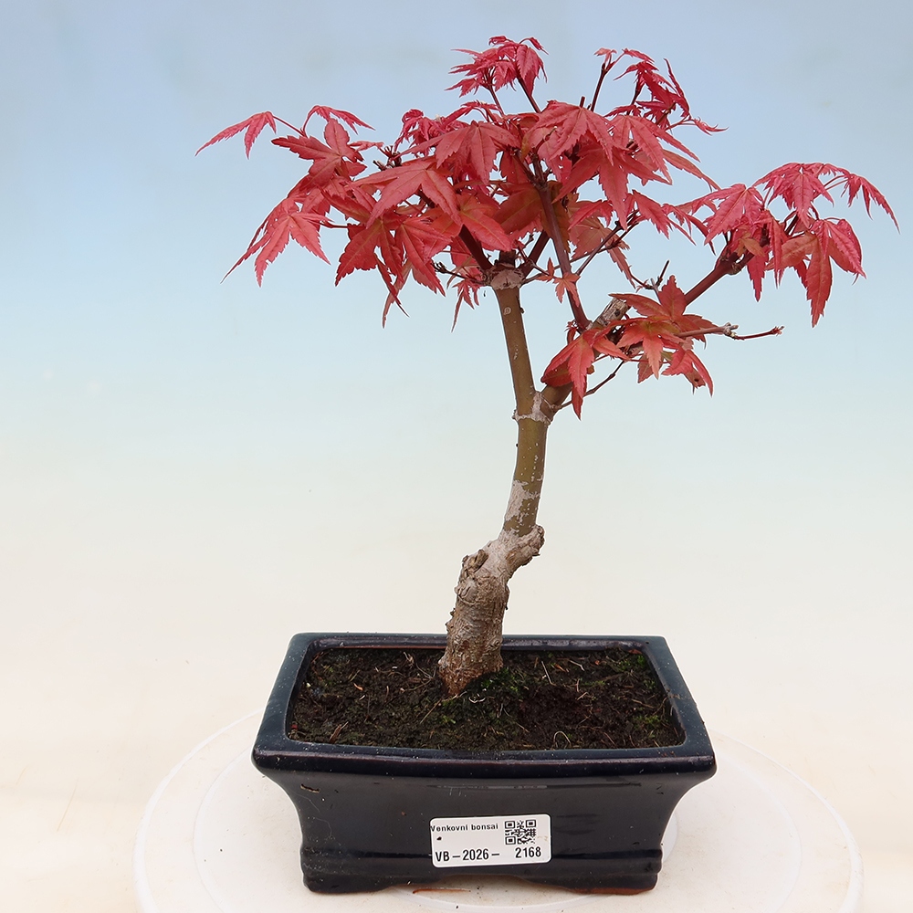 Outdoor bonsai - Acer palmatum DESHOJO