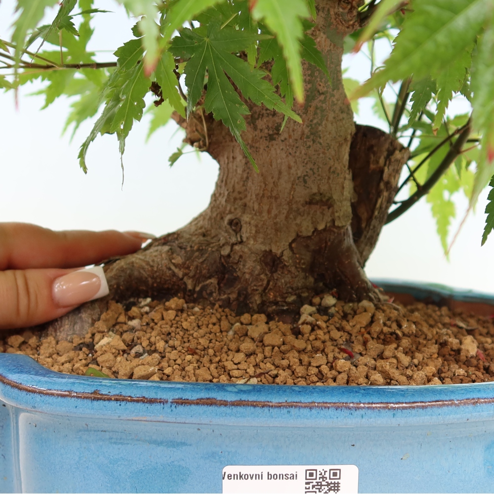Outdoor bonsai - Klon burgeryjski - Acer burgerianum
