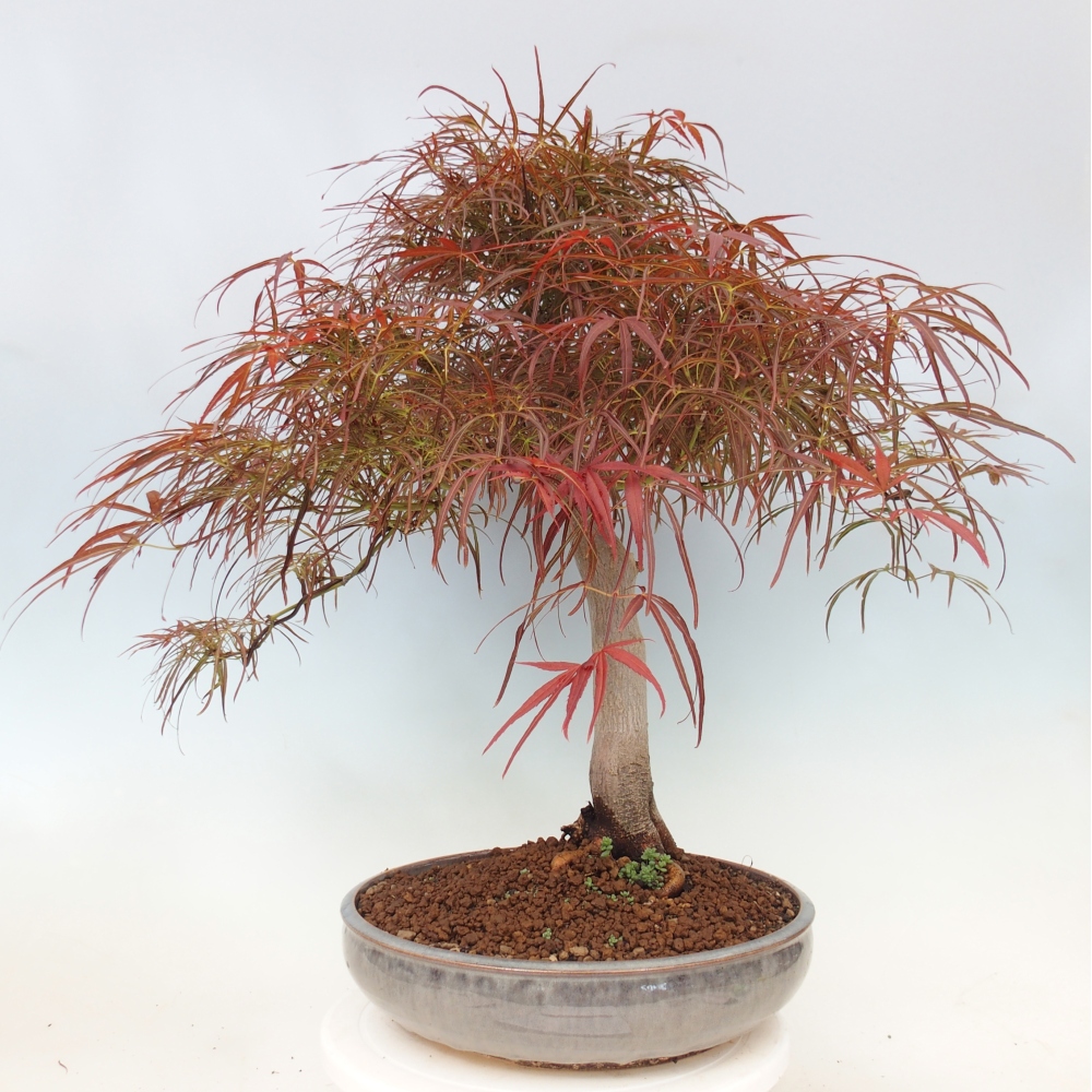 Bonsai zewnętrzne - Acer palmatum RED PYGMY