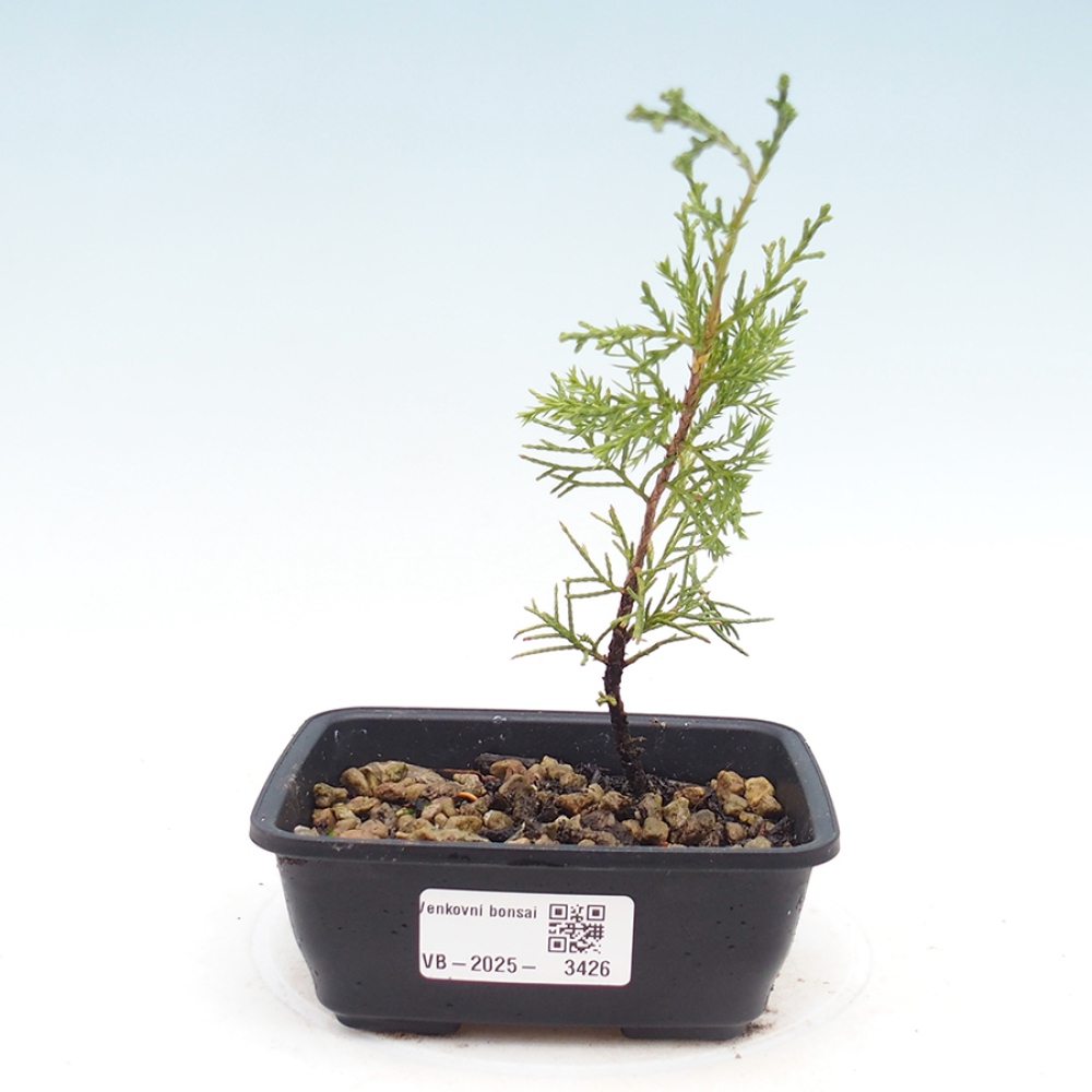 Outdoor bonsai - Juniperus chinensis Itoigawa