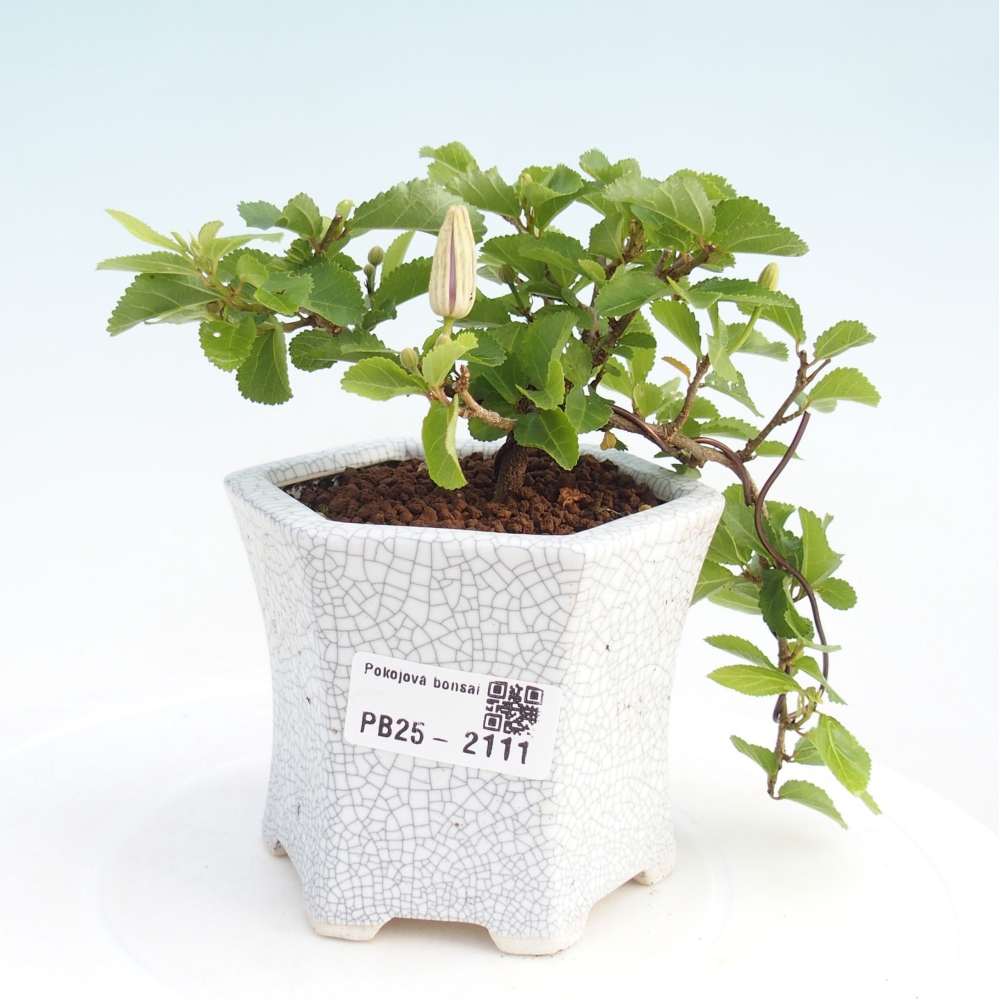 Kryty bonsai - Grewia occidentalis - Lawendowa gwiazda