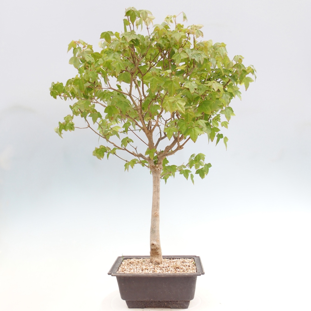 Outdoor bonsai - Acer Buergerianum - Klon Burger