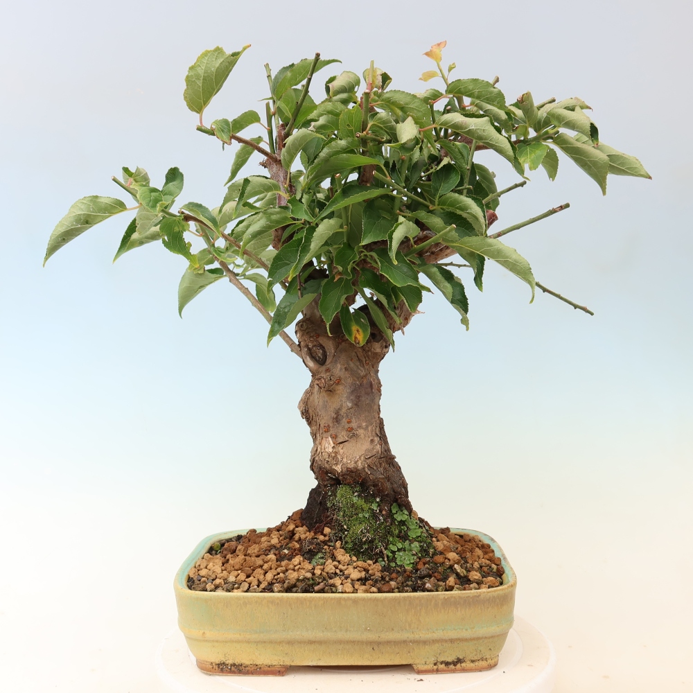 Bonsai ogrodowe – japońska śliwka – Prunus Mume