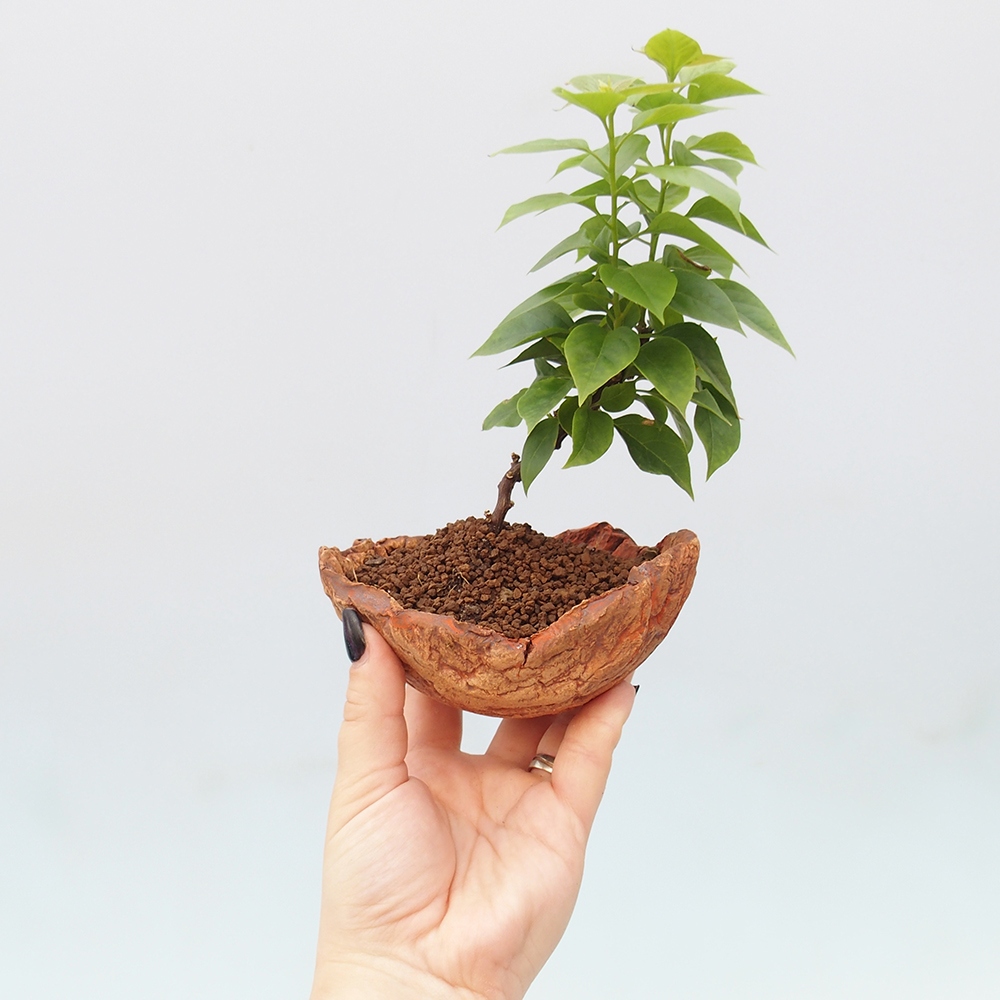Pokój bonsai - Bouganwilea