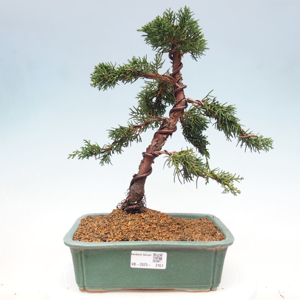 Outdoor bonsai - Juniperus chinensis Kishu - chiński jałowiec