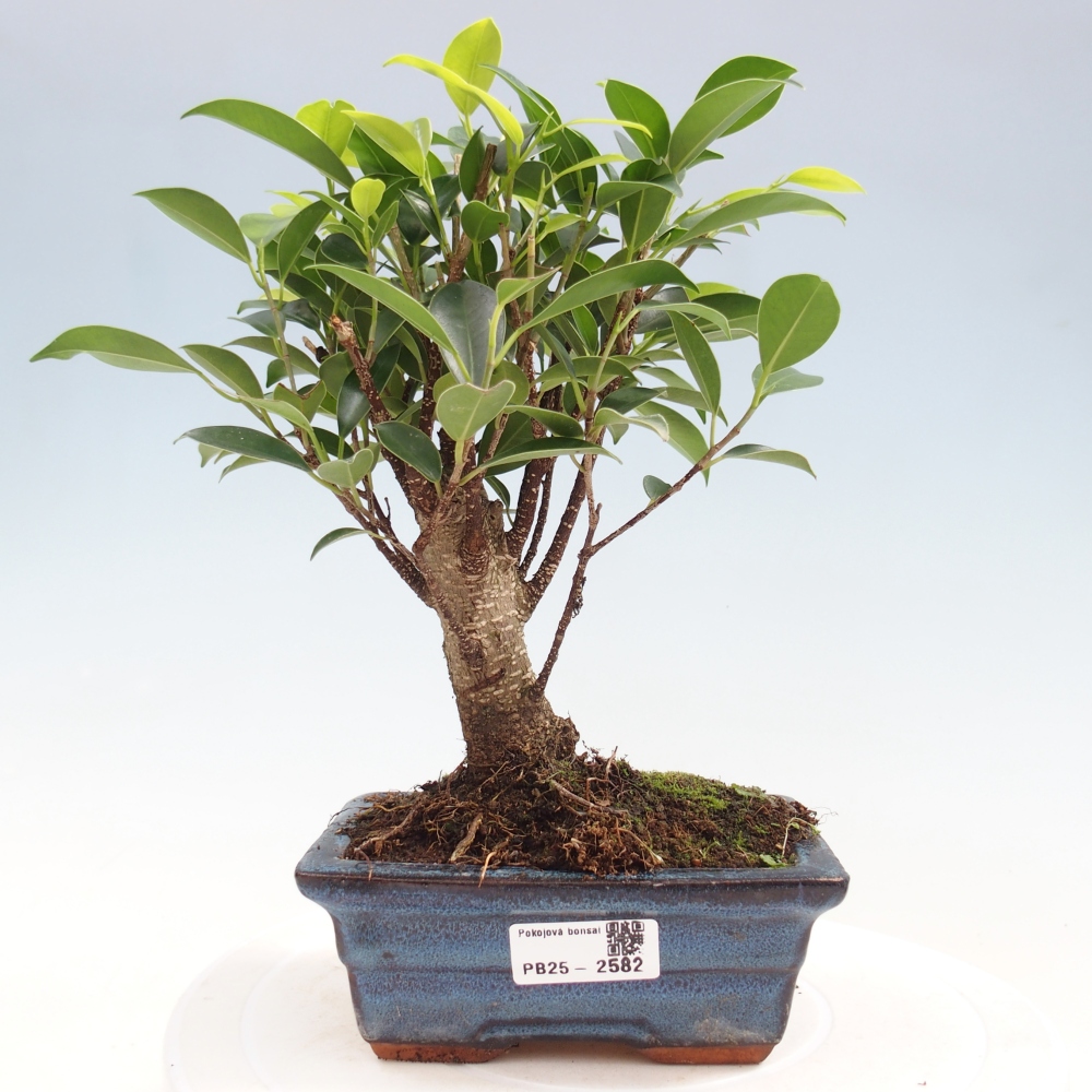 Bonsai wewnętrzne - Ficus retusa - figowiec drobnolistny