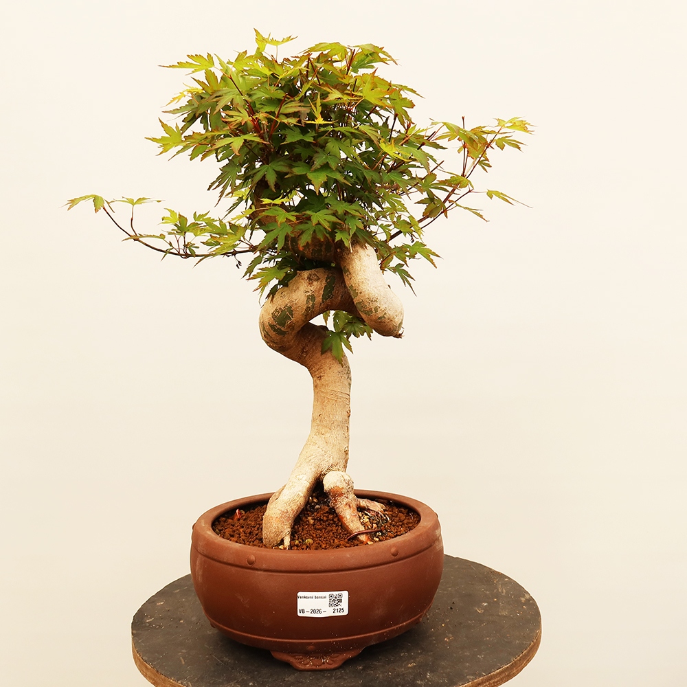 Outdoor bonsai - Klon palmowy - Palmy