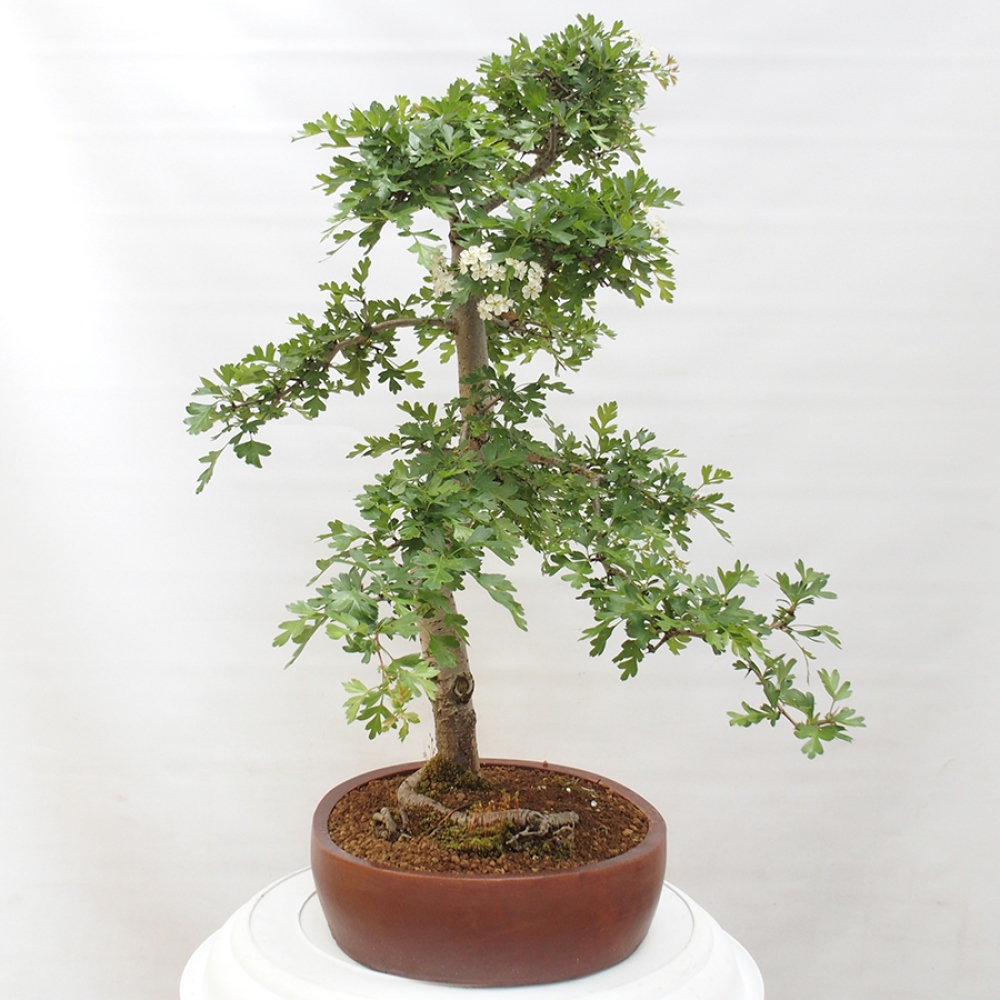 Bonsai zewnętrzne - Głóg - Crataegus monogyna