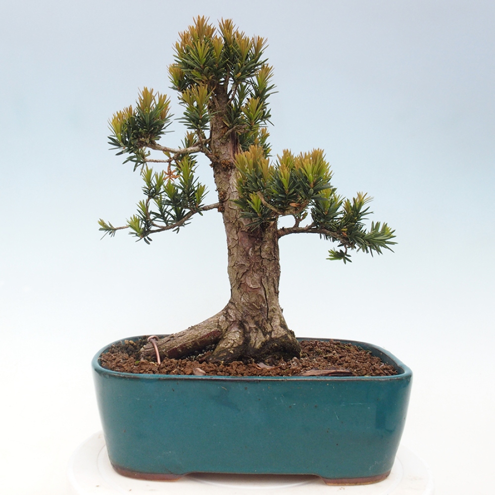 Bonsai na zewnątrz - Taxus cuspidata - cis japoński