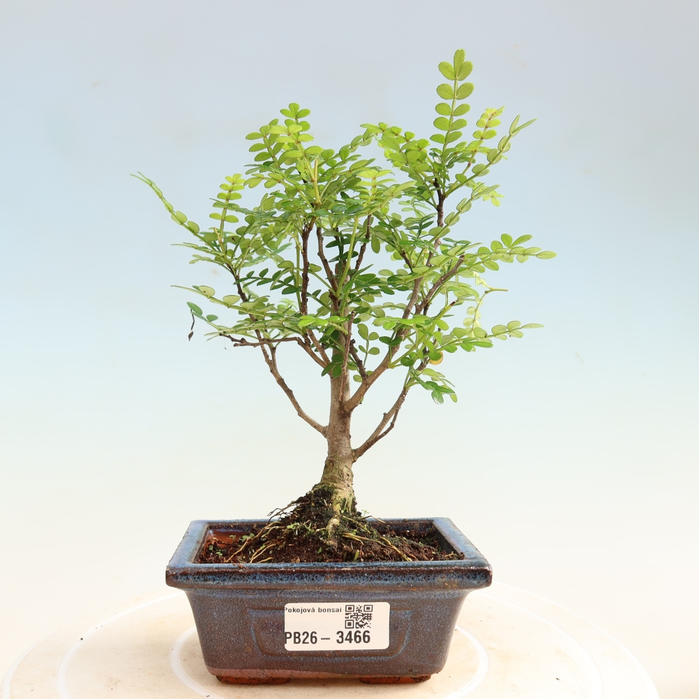 Pokój bonsai - Zantoxylum piperitum - drzewo pieprzowe