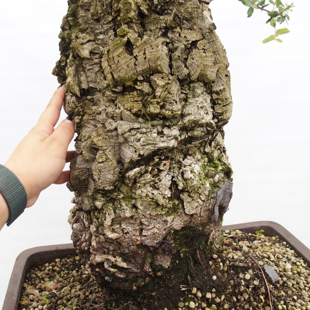Bonsai zewnętrzne Quercus suber