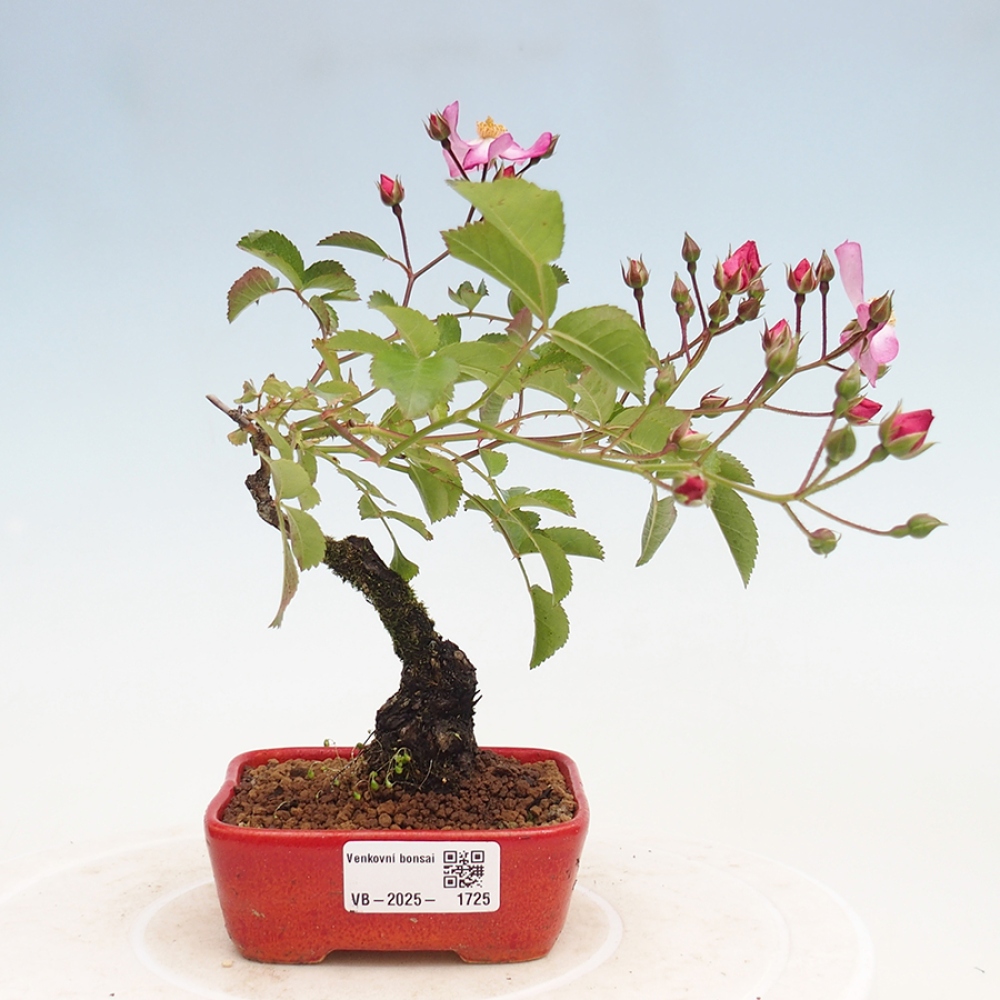 Bonsai na zewnątrz - Rosa Kordes - róża 