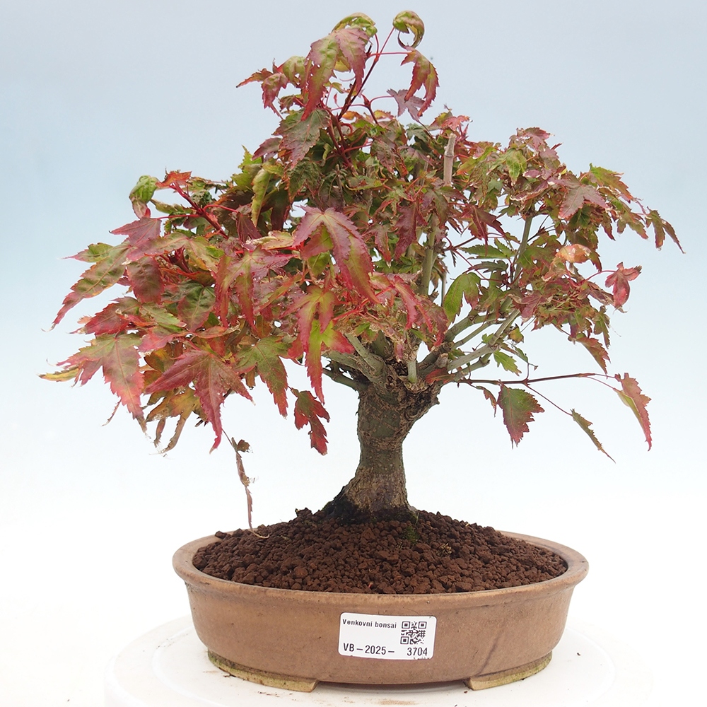 Acer palmatum KIOHIME - klon palmowy