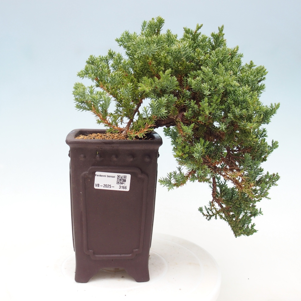 Bonsai na świeżym powietrzu - Juniperus procumbens - Jałowiec prostaty