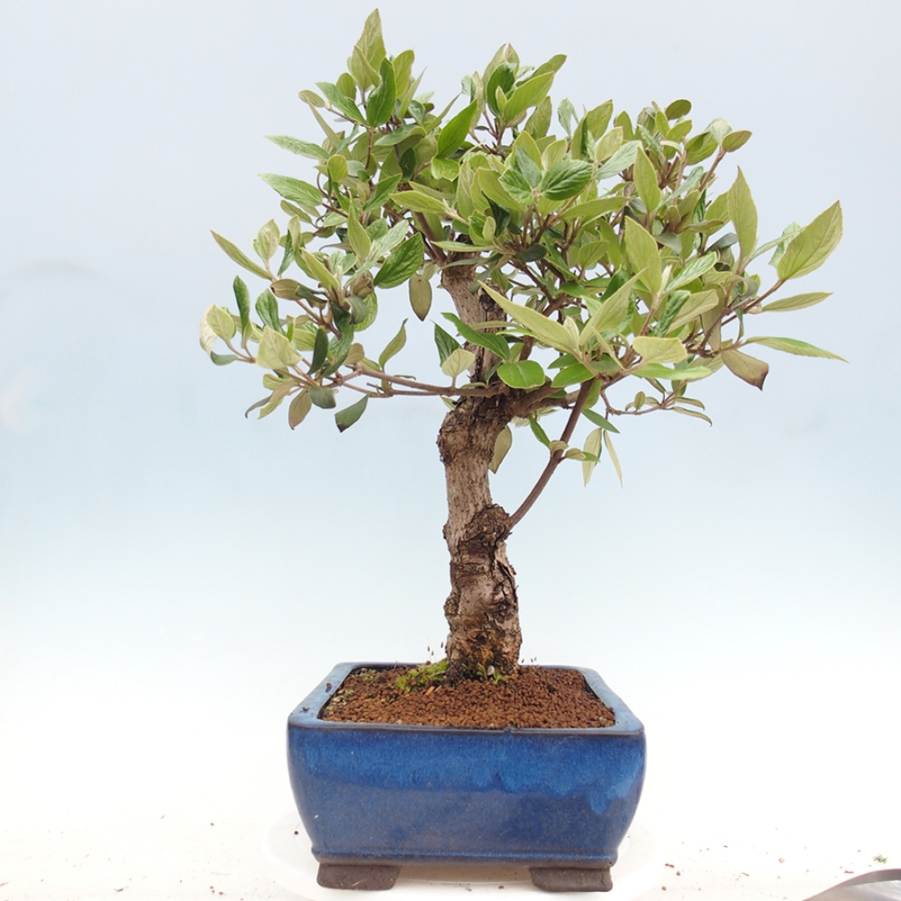 Outdoor bonsai-Kalina Bodnanská - Viburum carlesii