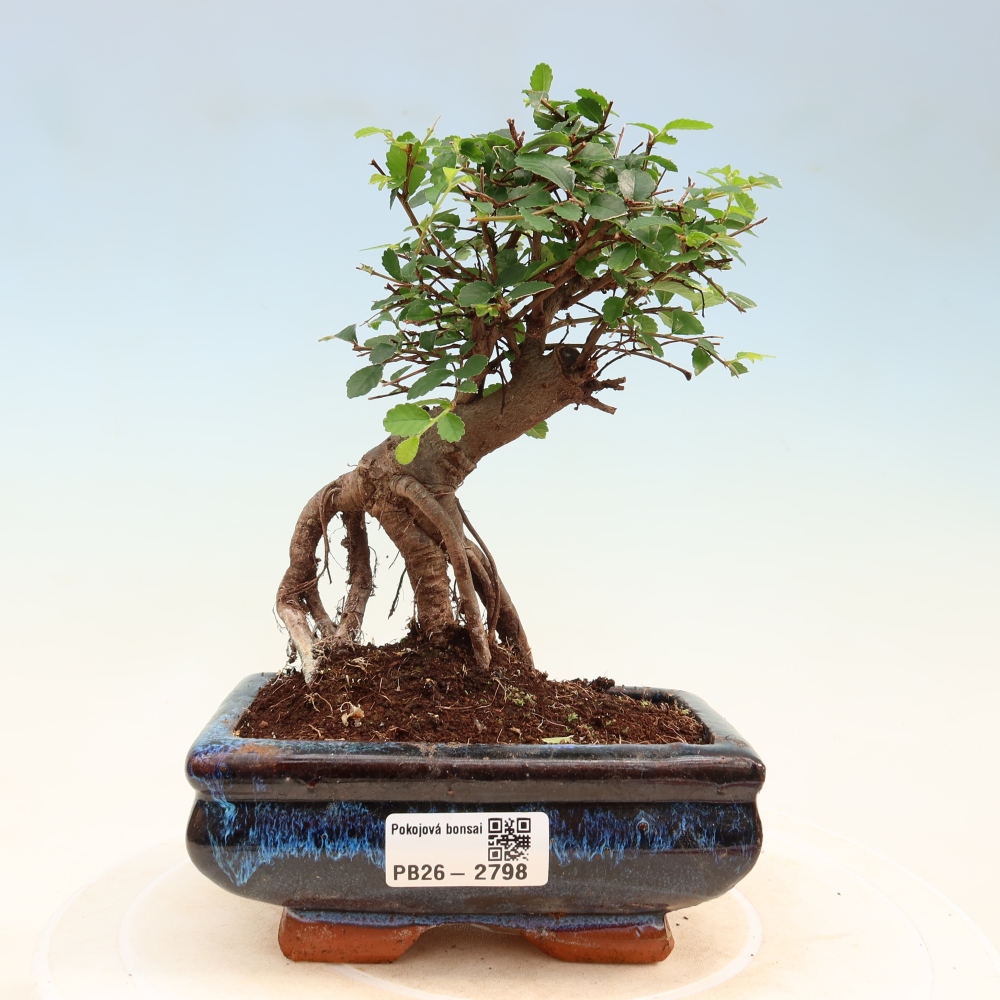 Pokój bonsai - Ulmus parvifolia - Wiąz drobnolistny